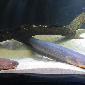 PPG Aquarium - A Freshwater Fortune - Electric Eel