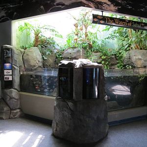 PPG Aquarium -  A Freshwater Fortune - The Waters of Sahul Exhibit