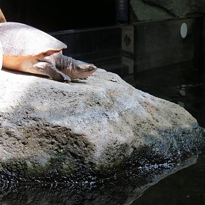 PPG Aquarium - A Freshwater Fortune - The Waters of Sahul Exhibit - Siebenr
