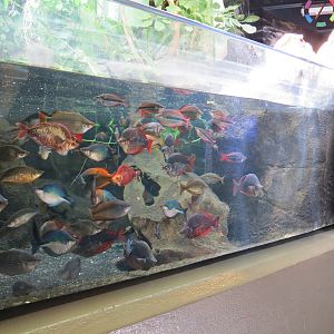 PPG Aquarium - A Freshwater Fortune - The Waters of Sahul Exhibit