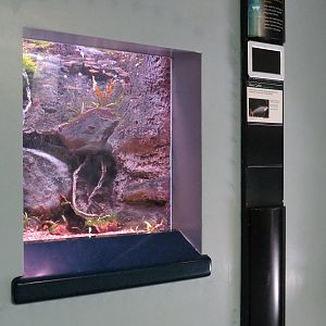 PPG Aquarium - A Freshwater Fortune - Glass Catfish Exhibit