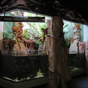 PPG Aquarium - A Freshwater Fortune - Asian Island Streams Exhibit