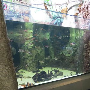 PPG Aquarium - A Freshwater Fortune - Asian Island Streams Exhibit