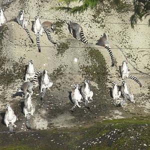 Lemur Rock - 09.02.2013