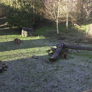 Tiger Enclosure - 09.02.2013