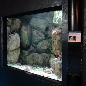 PPG Aquarium - Coldwater Climates - Green Surf Anemone Exhibit