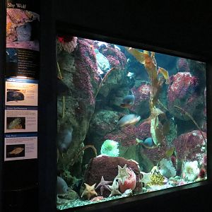 PPG Aquarium - Coldwater Climates - Wolf Eel, Green Surf Anemone, and Kelp