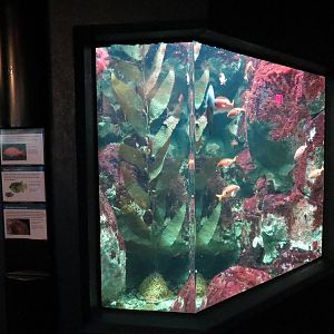 PPG Aquarium - Coldwater Climates - Butterfly Perch, Shaw's Cowfish, and So