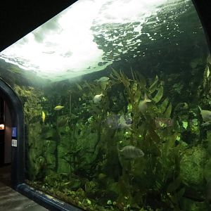 PPG Aquarium - Coldwater Climates - Dark Shyshark and Others Exhibit