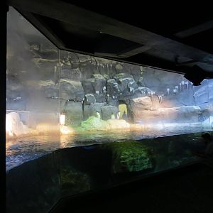PPG Aquarium - Coldwater Climates - King, Macaroni, and Gentoo Penguin Exhi