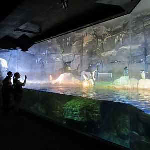 PPG Aquarium - Coldwater Climates - King, Macaroni, and Gentoo Penguin Exhi