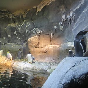 PPG Aquarium - Coldwater Climates - King, Macaroni, and Gentoo Penguin Exhi