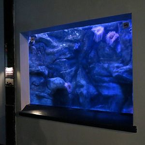 PPG Aquarium - Coldwater Climates - Pacific Giant Octopus Exhibit