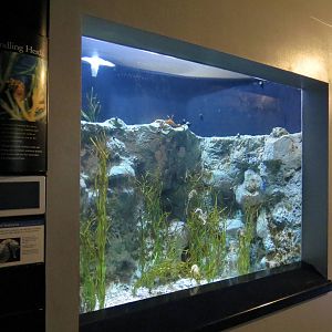 PPG Aquarium - The Coral Reef - Pot-bellied Seahorse Exhibit