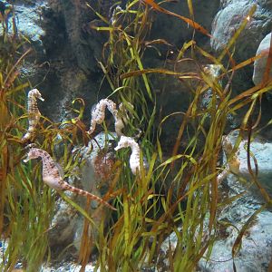 PPG Aquarium - The Coral Reef - Pot-bellied Seahorse Exhibit