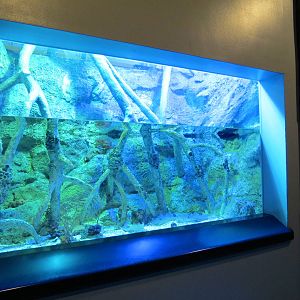 PPG Aquarium - The Coral Reef - Upside-down Jellyfish Exhibit