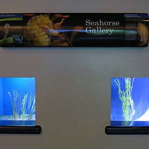 PPG Aquarium - The Coral Reef - Seahorse Nursery and Dwarf Seahorse Exhibit