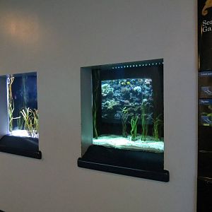 PPG Aquarium - The Coral Reef - Lined Seahorse and Pipefish Exhibits