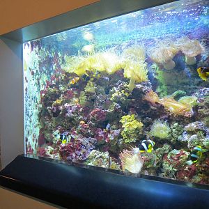 PPG Aquarium - The Coral Reef - Long Tentacled Anemone, Skunk Clownfish, an