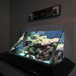 PPG Aquarium - The Coral Reef - Ridged Slipper Lobster and Spotted Spiny Lo