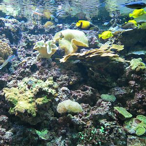 PPG Aquarium - The Coral Reef - Reef Fish Exhibit