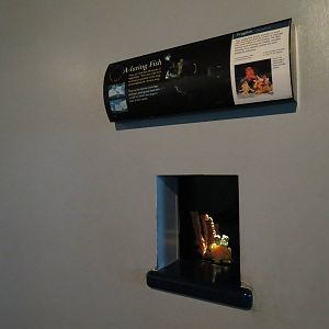 PPG Aquarium - The Coral Reef - Frogfish Exhibit