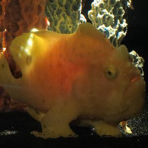 PPG Aquarium - The Coral Reef - Frogfish
