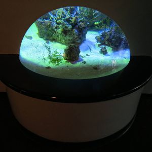 PPG Aquarium - The Coral Reef - Spotted Garden Eel and Jawfish Exhibit