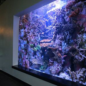 PPG Aquarium - The Coral Reef - Coral Exhibit