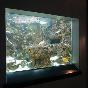 PPG Aquarium - The Coral Reef - Lionfish, Rabbitfish, and Stonefish Exhibit