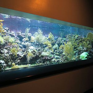 PPG Aquarium - The Coral Reef - Royal Gramma and Others Exhibit