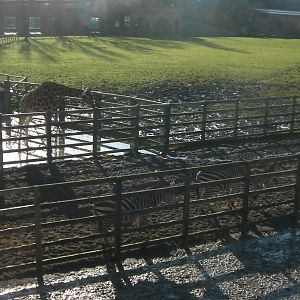 Zebra, Ostrich and Giraffe - 09.02.2013