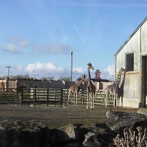 Giraffe Enclosure - 09.02.2013