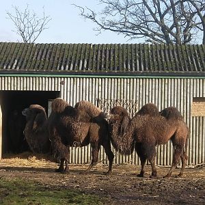 Bactrain Camel - 09.02.2013