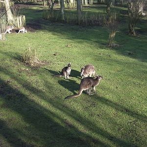 Wallaby - 09.02.2013