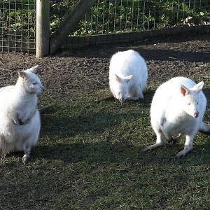 Wallaby - 09.02.2013