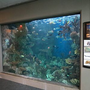 PPG Aquarium - The Open Ocean - Wimplefish and Others Exhibit