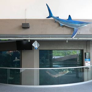 PPG Aquarium - The Open Ocean - Main Tank Upper Viewing Area