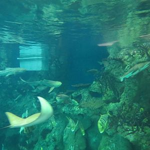 PPG Aquarium - The Open Ocean - Main Tank