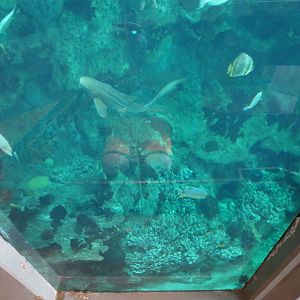PPG Aquarium - The Open Ocean - Main Tank