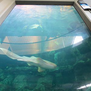PPG Aquarium - The Open Ocean - Main Tank