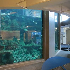 PPG Aquarium - The Open Ocean - Main Tank Lower Viewing Area