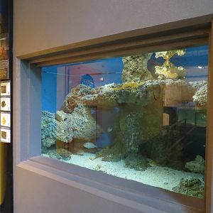 PPG Aquarium - The Open Ocean - Brownbanded Bamboo Shark and Others Exhibit