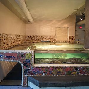 PPG Aquarium - The Open Ocean - Ray Exhibit
