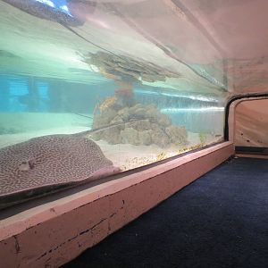 PPG Aquarium - The Open Ocean - Ray Exhibit Crawl Tunnel