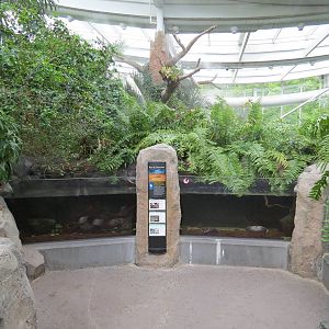 PPG Aquarium - Tropical Freshwater Rainforest - Bigtooth River Stingray, Pe