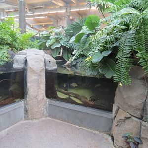 PPG Aquarium - Tropical Freshwater Rainforest - Bigtooth River Stingray, Pe