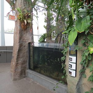 PPG Aquarium - Tropical Freshwater Rainforest - South American Lungfish, Fl