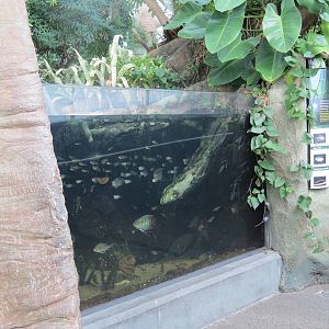 PPG Aquarium - Tropical Freshwater Rainforest - South American Lungfish, Fl