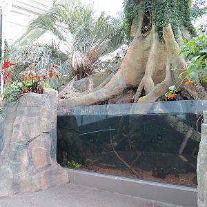 PPG Aquarium - Tropical Freshwater Rainforest - Red Discus and Others Exhib